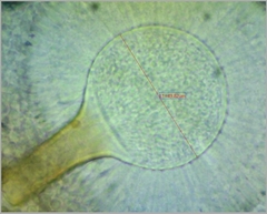 Aspergillus ochraceus