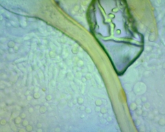 Aspergillus ochraceus