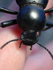 Coelocnemis dilaticollis