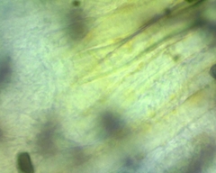 Aspergillus ochraceus