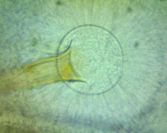 Aspergillus ochraceus