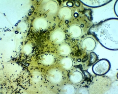 Aspergillus ochraceus