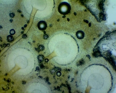 Aspergillus ochraceus