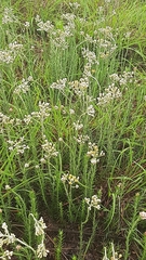 Selago densiflora
