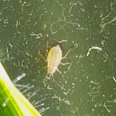 Brevicoryne brassicae