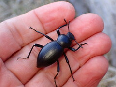 Coelocnemis dilaticollis