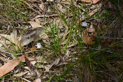 Thelymitra pallidiflora