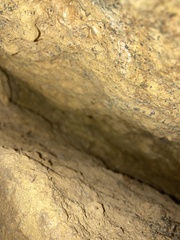 Macropathinae