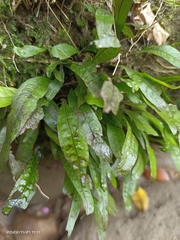 Leptochilus pteropus