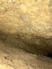 Macropathinae