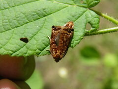 Archips oporana
