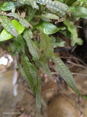 Leptochilus pteropus