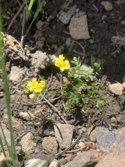 Draba sphaeroides