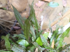 Leptochilus pteropus
