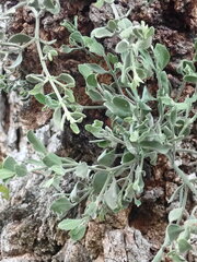 Phoradendron villosum