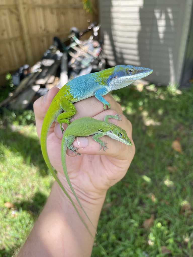 Allison's Anole in August 2022 by Delton Howard · iNaturalist