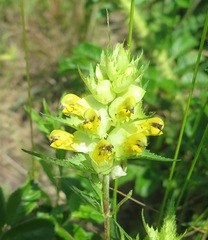 Rhinanthus serotinus aestivalis