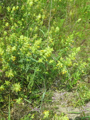 Rhinanthus serotinus aestivalis