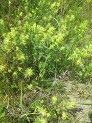 Rhinanthus serotinus aestivalis