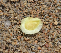 Rhinanthus serotinus aestivalis