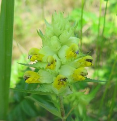 Rhinanthus serotinus aestivalis