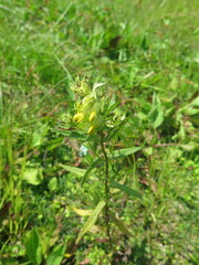 Rhinanthus serotinus aestivalis