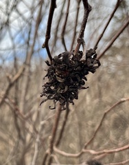 Taphrina robinsoniana