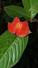 Palicourea tomentosa