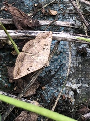 Blasticorhinus rivulosa