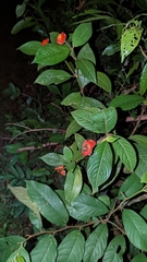 Palicourea tomentosa