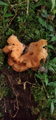 Antrodiella