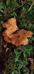 Antrodiella