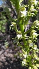 Chloraea cylindrostachya