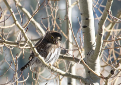 Glaucidium gnoma