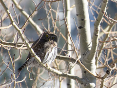 Glaucidium gnoma