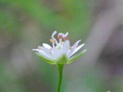 Stellaria longifolia