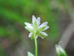 Stellaria longifolia