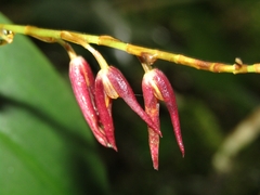 Stelis megachlamys