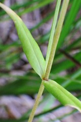 Stellaria longifolia