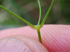 Stellaria longifolia