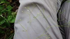 Stellaria longifolia
