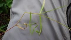 Stellaria longifolia