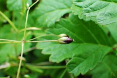 Stellaria longifolia