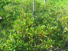 Rhododendron sichotense