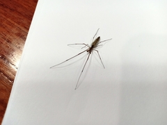 Tetragnatha laboriosa