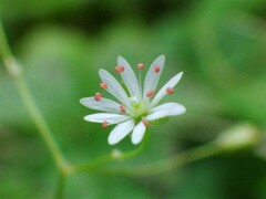 Stellaria longifolia