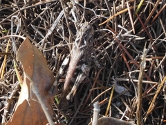 Oedaleus infernalis