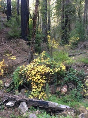 Calycanthus occidentalis