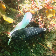 Atrimitra idae