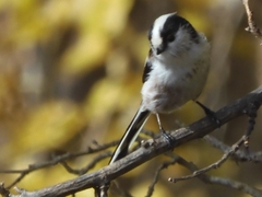 Aegithalos caudatus magnus